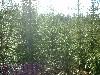 2003_0517_171538AA.jpg